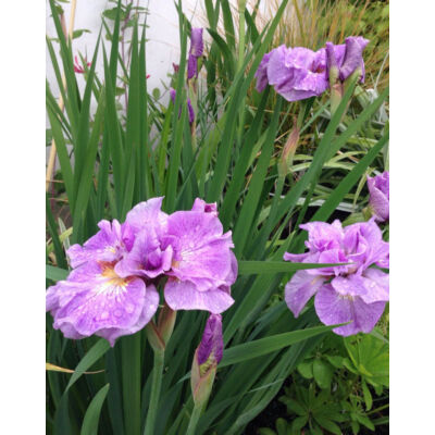 Iris sibirica 'Pink Perfait' – Szibériai nőszirom