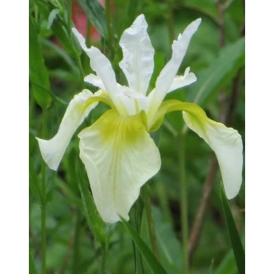 Iris sibirica 'Snow Queen' – Szibériai nőszirom