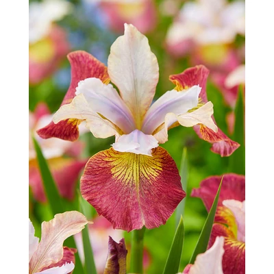 Iris sibirica 'Sugar Rush' – Szibériai nőszirom