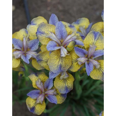 Iris sibirica 'Tipped in Blue' – Szibériai nőszirom