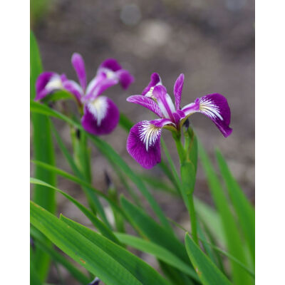 Iris versicolor 'Kermesina' – Foltos nőszirom