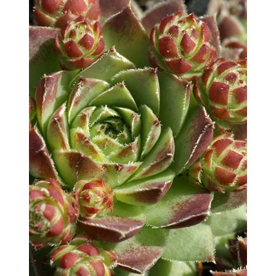 Jovibarba hirta 'Purpurea' – Sárga kövirózsa