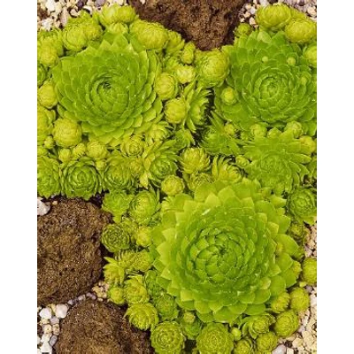 Jovibarba sobolifera 'Green Globe' – Sárga kövirózsa
