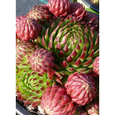 Jovibarba 'Gigantico' – Gömbös kövirózsa