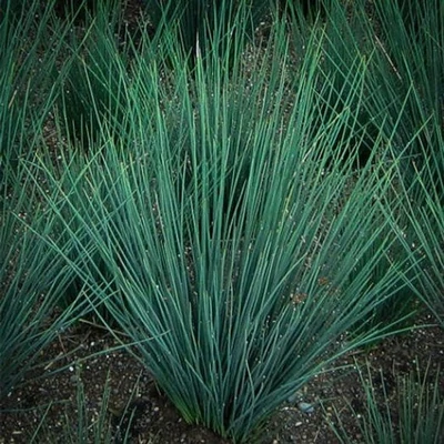 Juncus 'Blue Dart' – Szittyó