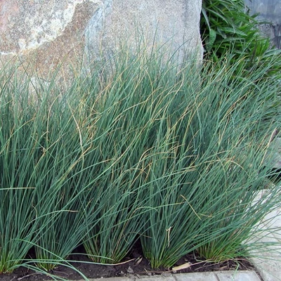 Juncus inflexus 'Blue Arrows' – Deres szittyó