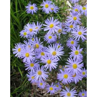 Kalimeris incisa 'Nana Blue' – Tarka kalimerisz