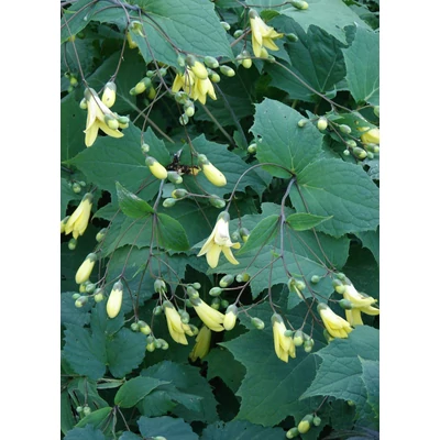 Kirengeshoma palmata - Juharcsengő