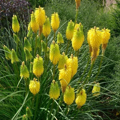 Kniphofia uvaria 'Bees Lemon' – Fáklyaliliom