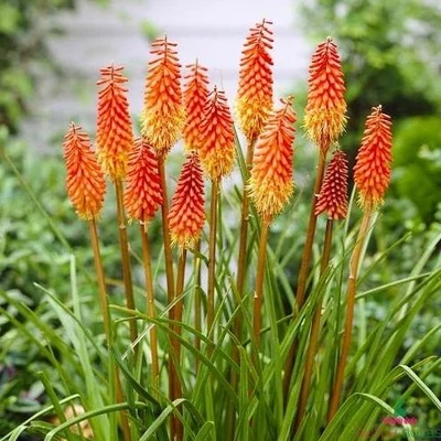 Kniphofia uvaria 'Grandiflora' – Fáklyaliliom