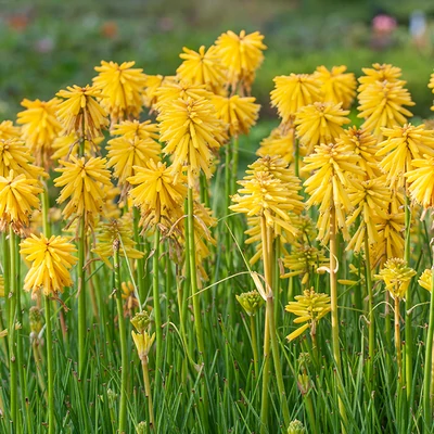 Kniphofia 'Banana Popsicle' – Fáklyaliliom