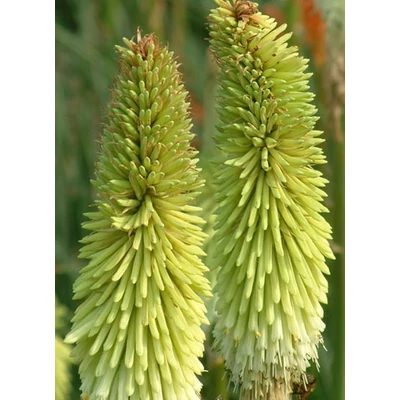 Kniphofia 'Green Jade' – Fáklyaliliom