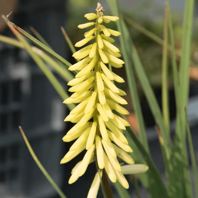 Kniphofia 'Pineapple Popsicle' – Fáklyaliliom