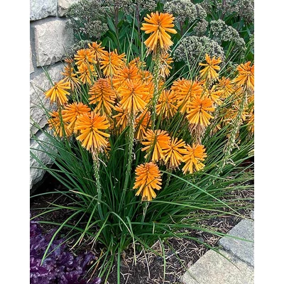 Kniphofia 'Poco Orange' – Fáklyaliliom