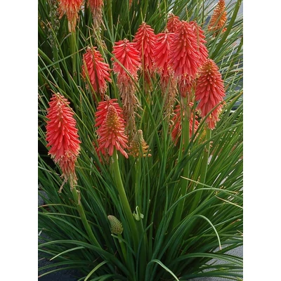 Kniphofia 'Poco Red' – Fáklyaliliom
