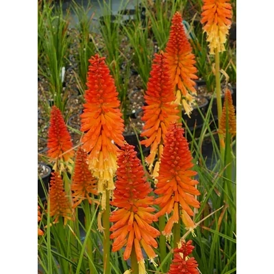 Kniphofia 'Pyromania Backdraft' – Fáklyaliliom