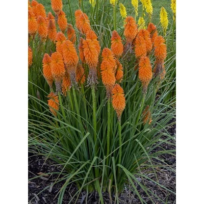 Kniphofia 'Pyromania Orange Blaze' – Fáklyaliliom