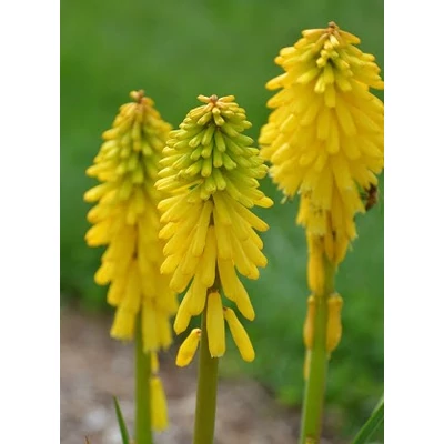 Kniphofia 'Pyromania Solar Flare' – Fáklyaliliom
