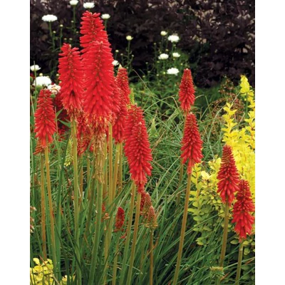 Kniphofia 'Redhot Popsicle' – Fáklyaliliom