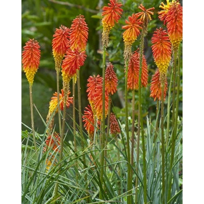 Kniphofia uvaria – Fürtös fáklyaliliom