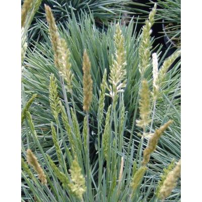 Koeleria glauca - Deres fényperje