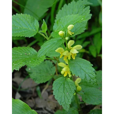 Lamium galeobdolon – Erdei sárgaárvacsalán