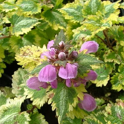 Lamium maculatum 'Golden Anniversary' – Foltos csalán