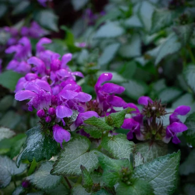 Lamium maculatum 'Pink Nancy' – Foltos árvacsalán