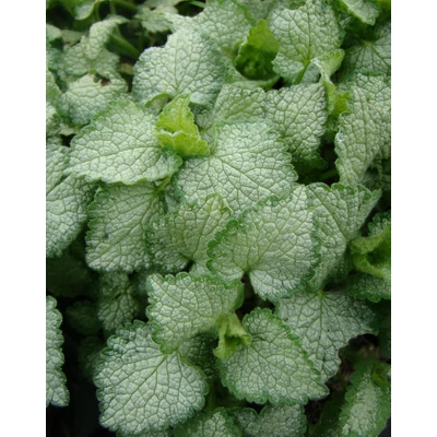 Lamium maculatum 'White Nancy' - Foltos árvacsalán (fehér)