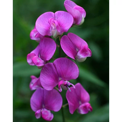 Lathyrus latifolius – Nagyvirágú lednek