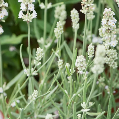 Lavandula angustifolia 'White Summer' – Angol vagy közönséges levendula
