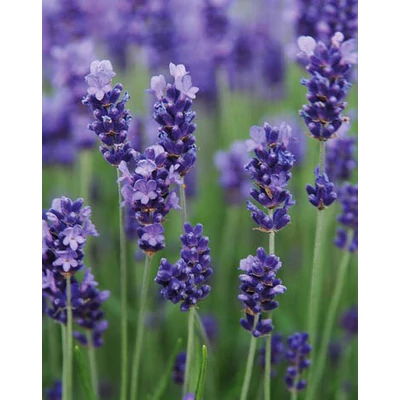 Lavandula angustifolia 'Hidcote Blue Strain' – Sötétkék közönséges levendula