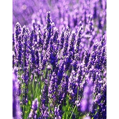 Lavandula x intermedia 'Pure Platinum' – Provanszi vagy hibrid levendula (lavandin)