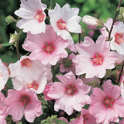 Lavatera 'Barnsley' – Kerti madármályva