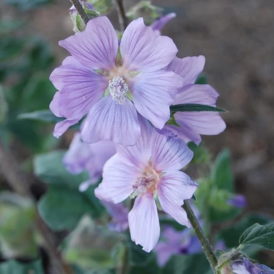 Lavatera 'Blue Bird' – Kerti madármályva