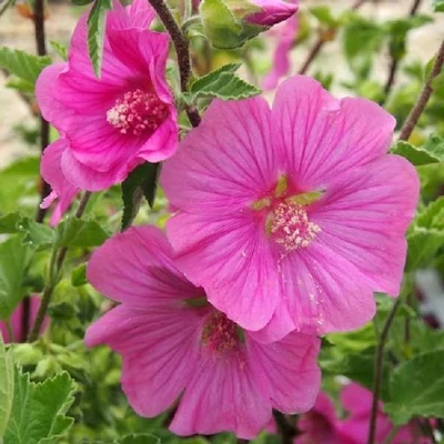 Lavatera 'Burgundy Wine' – Kerti madármályva