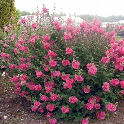 Lavatera 'Chamallow'® – Kerti madármályva