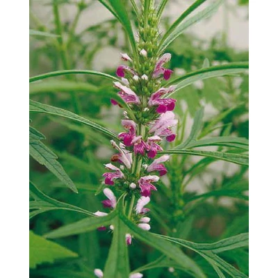 Leonurus japonicus – Japán gyöngyajak