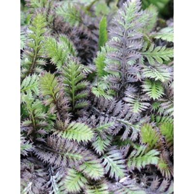Leptinella squalida 'Platt's Black' (Cotula squalida) - Barna lúgvirág