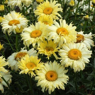 Leucanthemum 'Goldfinch' – Margaréta