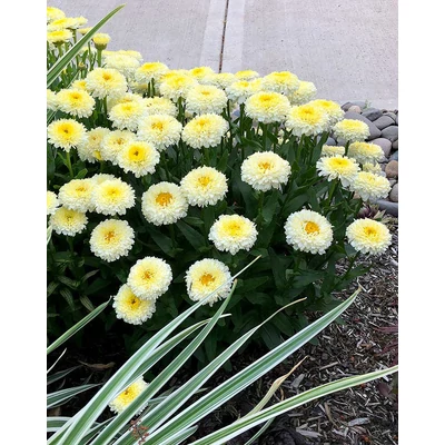 Leucanthemum 'Luna' – Margaréta