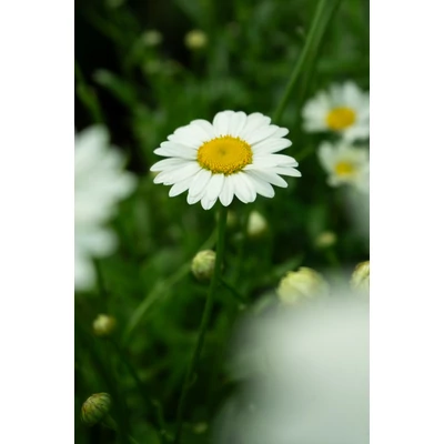 Leucanthemum x superbum (syn.: Chrysanthemum x suberbum, Chrysanthemum maximum) 'Becky' - Kerti margaréta