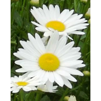 Leucanthemum x superbum (syn.: Chrysanthemum x suberbum, Chrysanthemum maximum) 'Becky' - Kerti margaréta