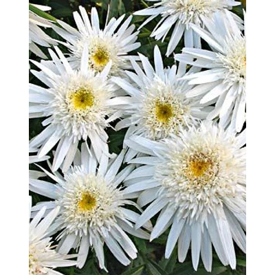 Leucanthemum x superbum 'Christine Hagemann' (Chrys. max.) - Kerti margaréta