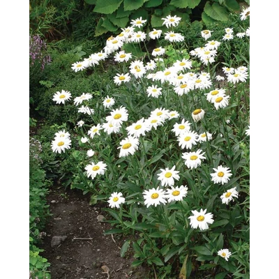 Leucanthemum x superbum 'Silver Princess' - Kerti margaréta