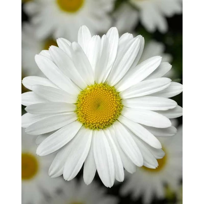 Leucanthemum x superbum 'Western Star Taurus' – Kerti margaréta