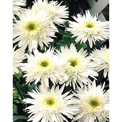 Leucanthemum x superbum 'Wirral Supreme' (Chrys. max.) - Kerti margaréta