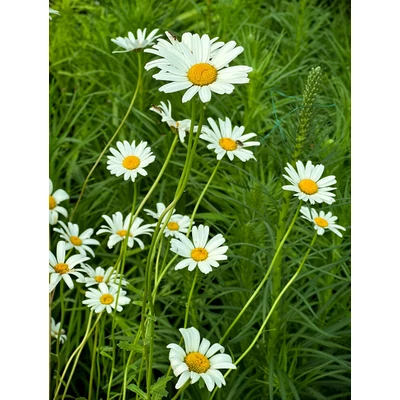 Leucanthemum vulgare – Réti margitvirág