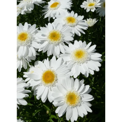 Leucanthemum x superbum - Kerti margaréta
