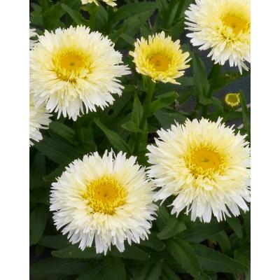 Leucanthemum x superbum 'King's Crown' – Margaréta